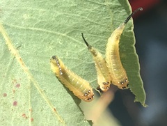 Lophyrotoma interrupta