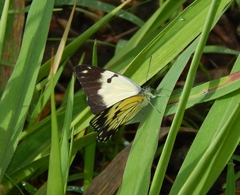 Belenois creona