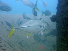 Caranx sexfasciatus