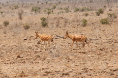 Alcelaphus buselaphus cokii