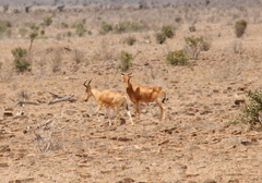 Alcelaphus buselaphus cokii