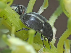 Bruchela suturalis