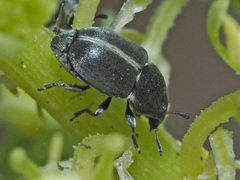 Bruchela suturalis