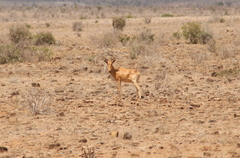 Alcelaphus buselaphus cokii