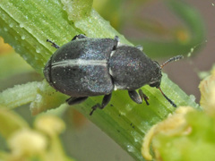 Bruchela suturalis