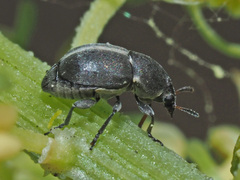 Bruchela suturalis