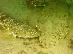 Platycephalus fuscus