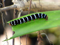 Xanthopastis regnatrix