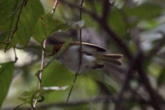 Abroscopus albogularis