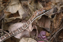 Psammophis orientalis
