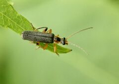 Cantharis nigricans
