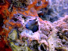 Parablennius intermedius