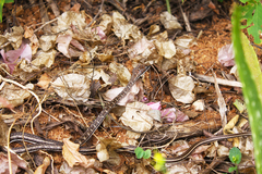 Psammophis orientalis