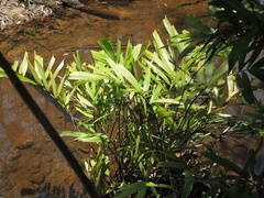 Hydriastele wendlandiana