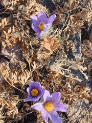Pulsatilla