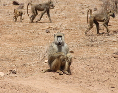 Papio cynocephalus