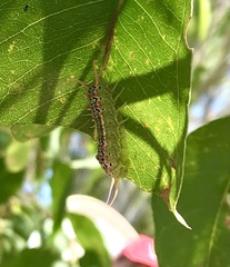 Doratifera quadriguttata