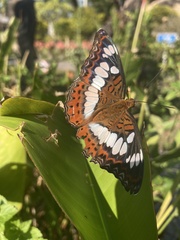 Moduza procris