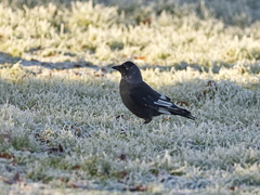 Corvus monedula spermologus