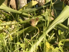 Malurus melanocephalus