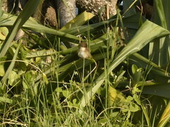 Malurus melanocephalus