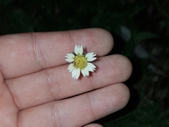 Tridax