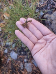 Genista umbellata