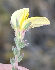 Aspalathus cymbiformis