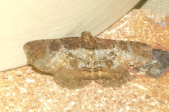 Paradromulia ambigua