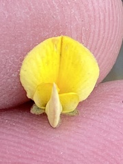 Aspalathus cymbiformis