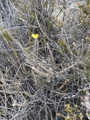 Aspalathus cymbiformis