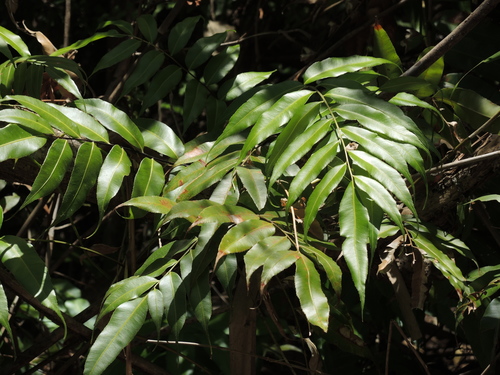 swamp vine fern
