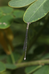 Rhadinosticta simplex