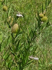 Gomphocarpus