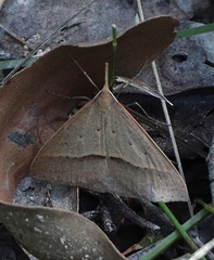Epidesmia hypenaria