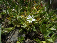 Stellaria brachypetala