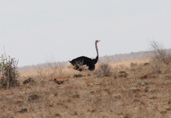 Struthio molybdophanes