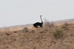 Struthio molybdophanes