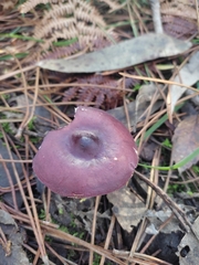 Russula caerulea