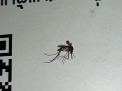 Armigeres subalbatus