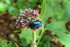 Oreina cacaliae