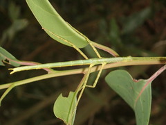 Anchiale austrotessulata