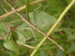 Anchiale austrotessulata