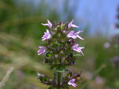 Thymus oenipontanus