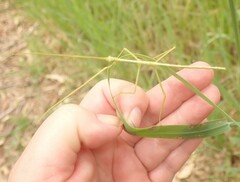 Anchiale austrotessulata