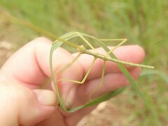 Anchiale austrotessulata