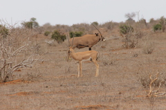 Oryx beisa callotis