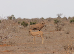 Oryx beisa callotis