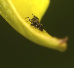 Anagyrini