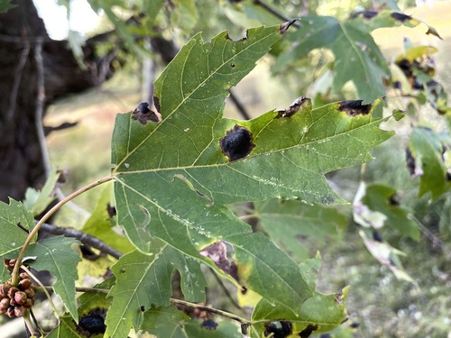 American Tar Spot (Rhytisma americanum)